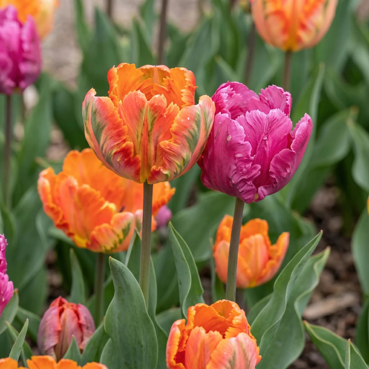 Tulipa 'Parrot Mixed' (Tulip) - Harding & Bloom