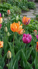 Tulipa 'Parrot Mixed' (Tulip) - Harding & Bloom