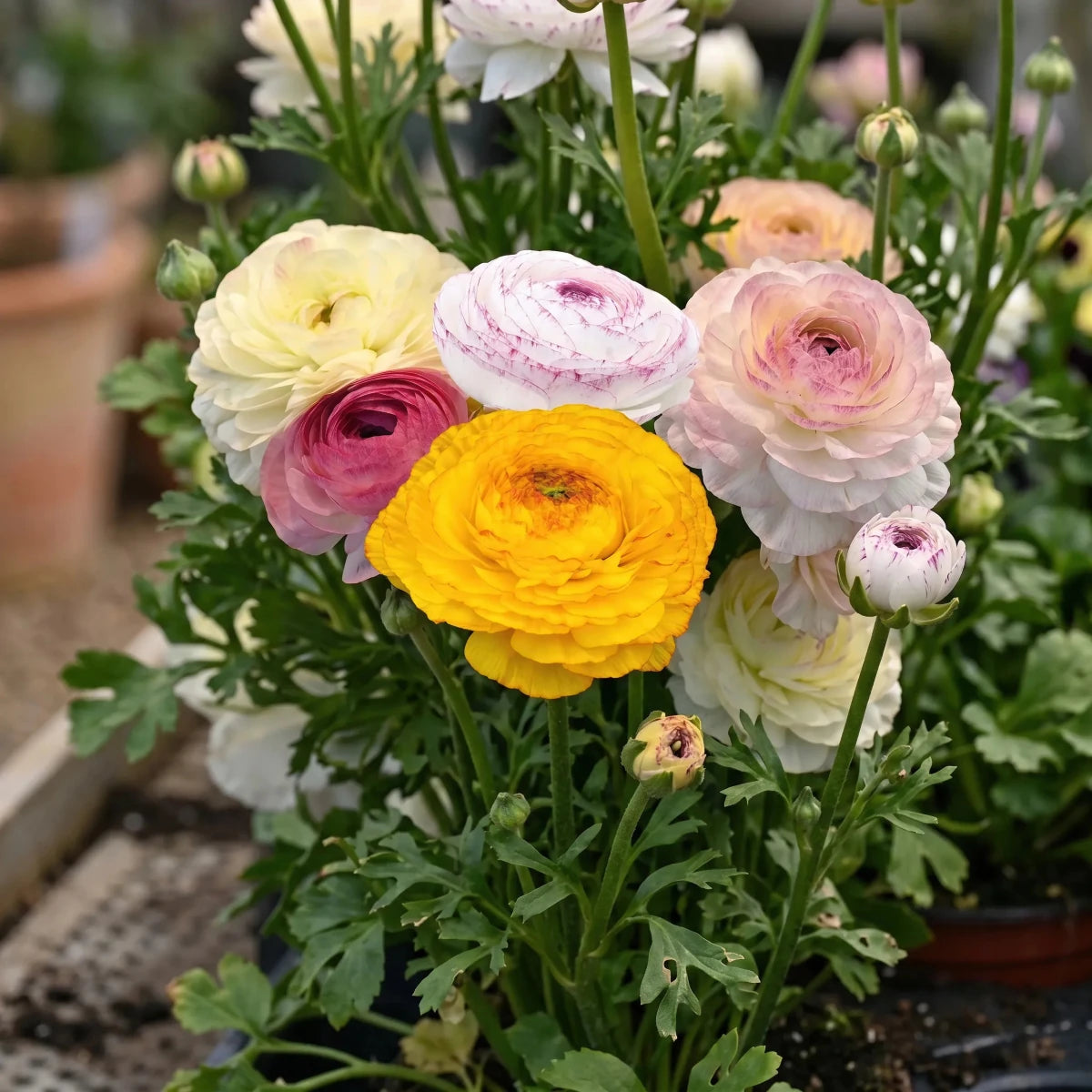 Ranunculus 'Elegance Pastello Striato Mix' - Harding & Bloom