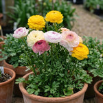 Ranunculus 'Elegance Pastello Striato Mix' - Harding & Bloom