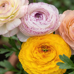 Ranunculus 'Elegance Pastello Striato Mix' - Harding & Bloom