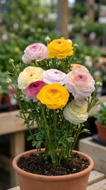 Ranunculus 'Elegance Pastello Striato Mix' - Harding & Bloom