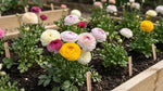 Ranunculus 'Elegance Pastello Striato Mix' - Harding & Bloom