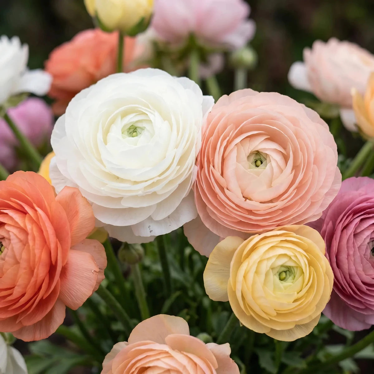 Ranunculus 'Elegance Pastello Mix' - Harding & Bloom