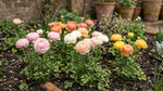 Ranunculus 'Elegance Pastello Mix' - Harding & Bloom