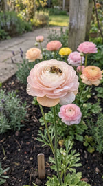 Ranunculus 'Elegance Pastello Mix' - Harding & Bloom