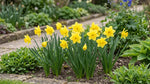 Narcissus 'Sweetness' (daffodil) - Harding & Bloom