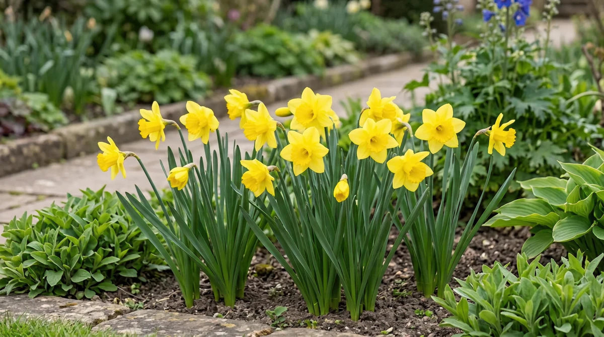 Narcissus 'Sweetness' (daffodil) - Harding & Bloom