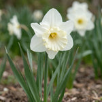 Narcissus 'Mount Hood' (daffodil) - Harding & Bloom