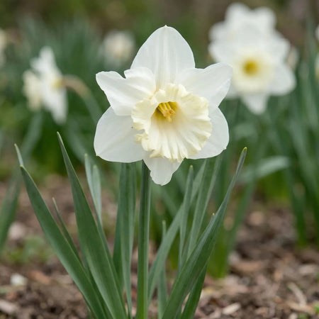Narcissus 'Mount Hood' (daffodil) - Harding & Bloom