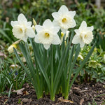 Narcissus 'Mount Hood' (daffodil) - Harding & Bloom