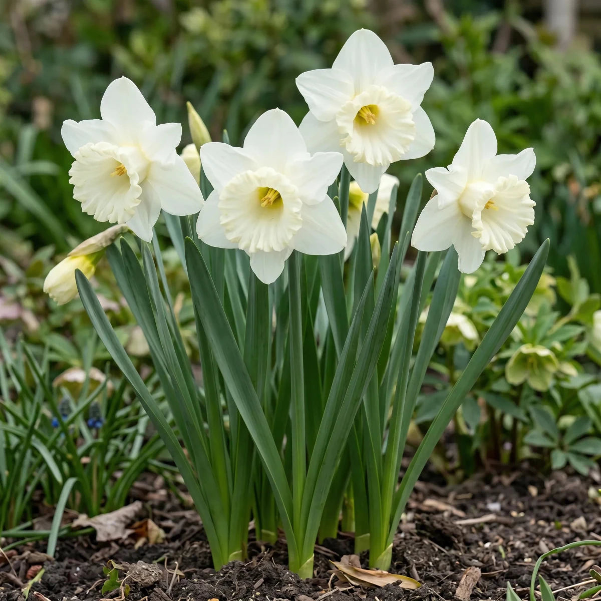Narcissus 'Mount Hood' (daffodil) - Harding & Bloom