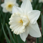 Narcissus 'Mount Hood' (daffodil) - Harding & Bloom