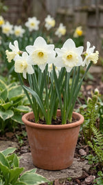 Narcissus 'Mount Hood' (daffodil) - Harding & Bloom