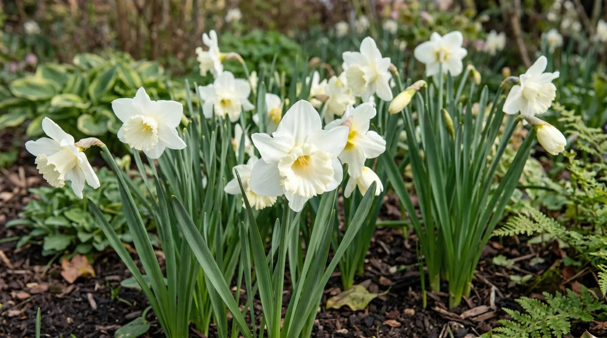 Narcissus 'Mount Hood' (daffodil) - Harding & Bloom