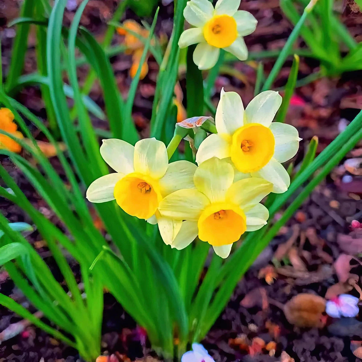 Narcissus 'Minnow' (Daffodil) - Harding & Bloom