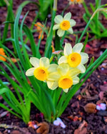 Narcissus 'Minnow' (Daffodil) - Harding & Bloom