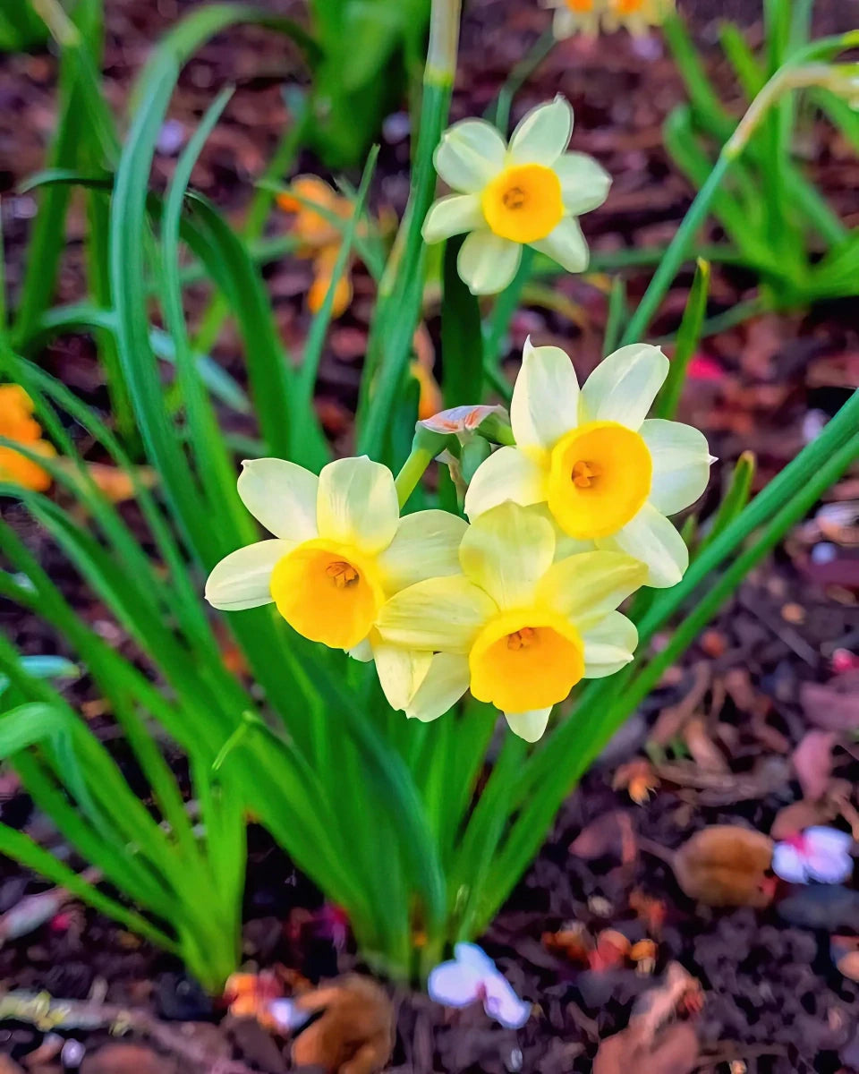 Narcissus 'Minnow' (Daffodil) - Harding & Bloom