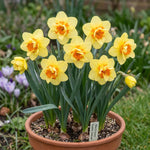 Narcissus 'Double Fashion' - Harding & Bloom