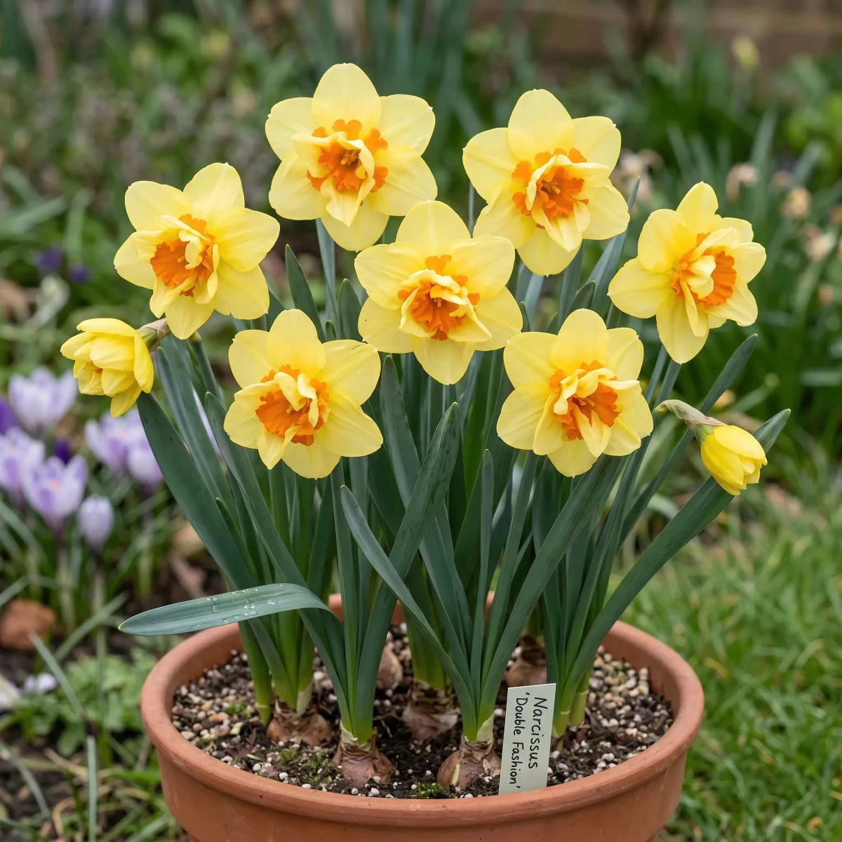 Narcissus 'Double Fashion' - Harding & Bloom