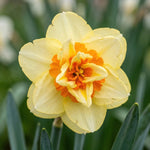 Narcissus 'Double Fashion' - Harding & Bloom