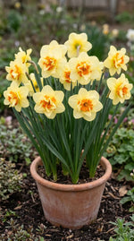 Narcissus 'Double Fashion' - Harding & Bloom