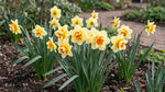 Narcissus 'Double Fashion' - Harding & Bloom
