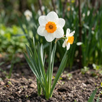 Narcissus 'Barrett Browning' (daffodil 'Barrett Browning) - Harding & Bloom
