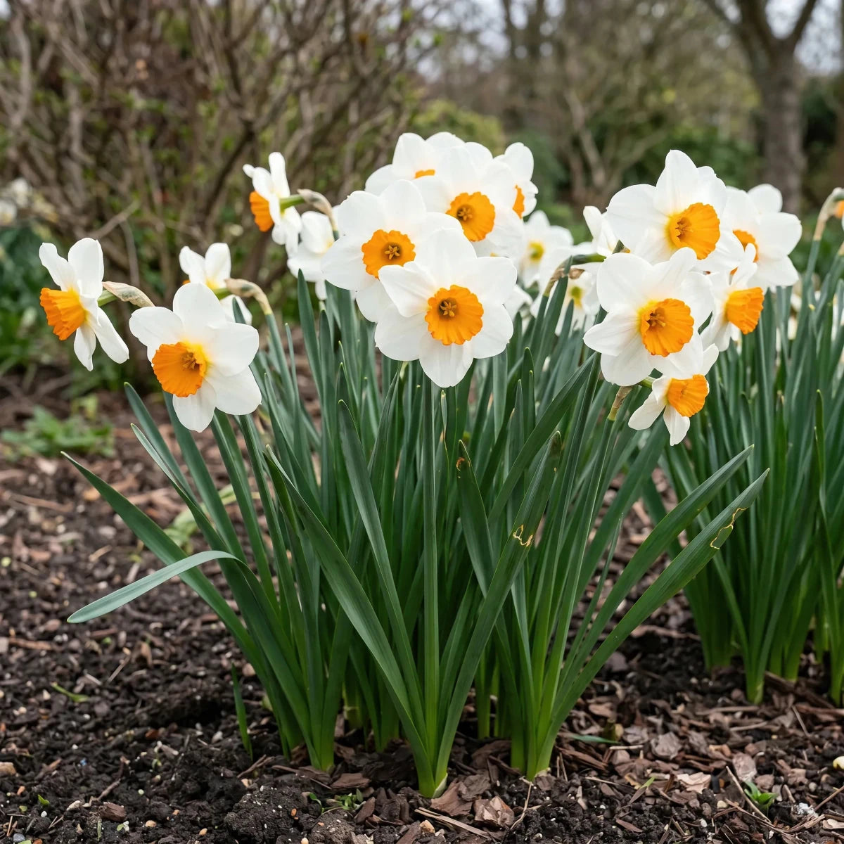 Narcissus 'Barrett Browning' (daffodil 'Barrett Browning) - Harding & Bloom