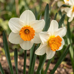 Narcissus 'Barrett Browning' (daffodil 'Barrett Browning) - Harding & Bloom