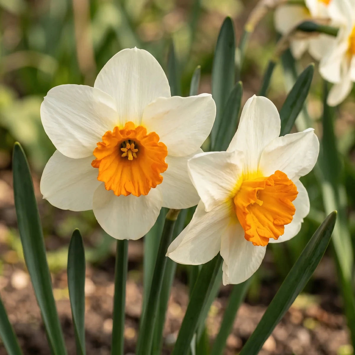 Narcissus 'Barrett Browning' (daffodil 'Barrett Browning) - Harding & Bloom