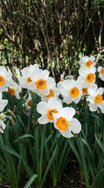 Narcissus 'Barrett Browning' (daffodil 'Barrett Browning) - Harding & Bloom