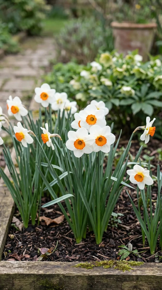 Narcissus 'Barrett Browning' (daffodil 'Barrett Browning) - Harding & Bloom