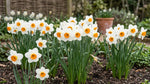 Narcissus 'Barrett Browning' (daffodil 'Barrett Browning) - Harding & Bloom