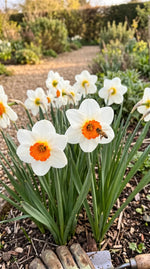 Narcissus 'Barrett Browning' (daffodil 'Barrett Browning) - Harding & Bloom