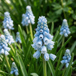 Muscari 'Blue' - Harding & Bloom