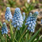 Muscari 'Blue' - Harding & Bloom