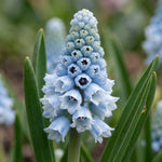 Muscari 'Blue' - Harding & Bloom