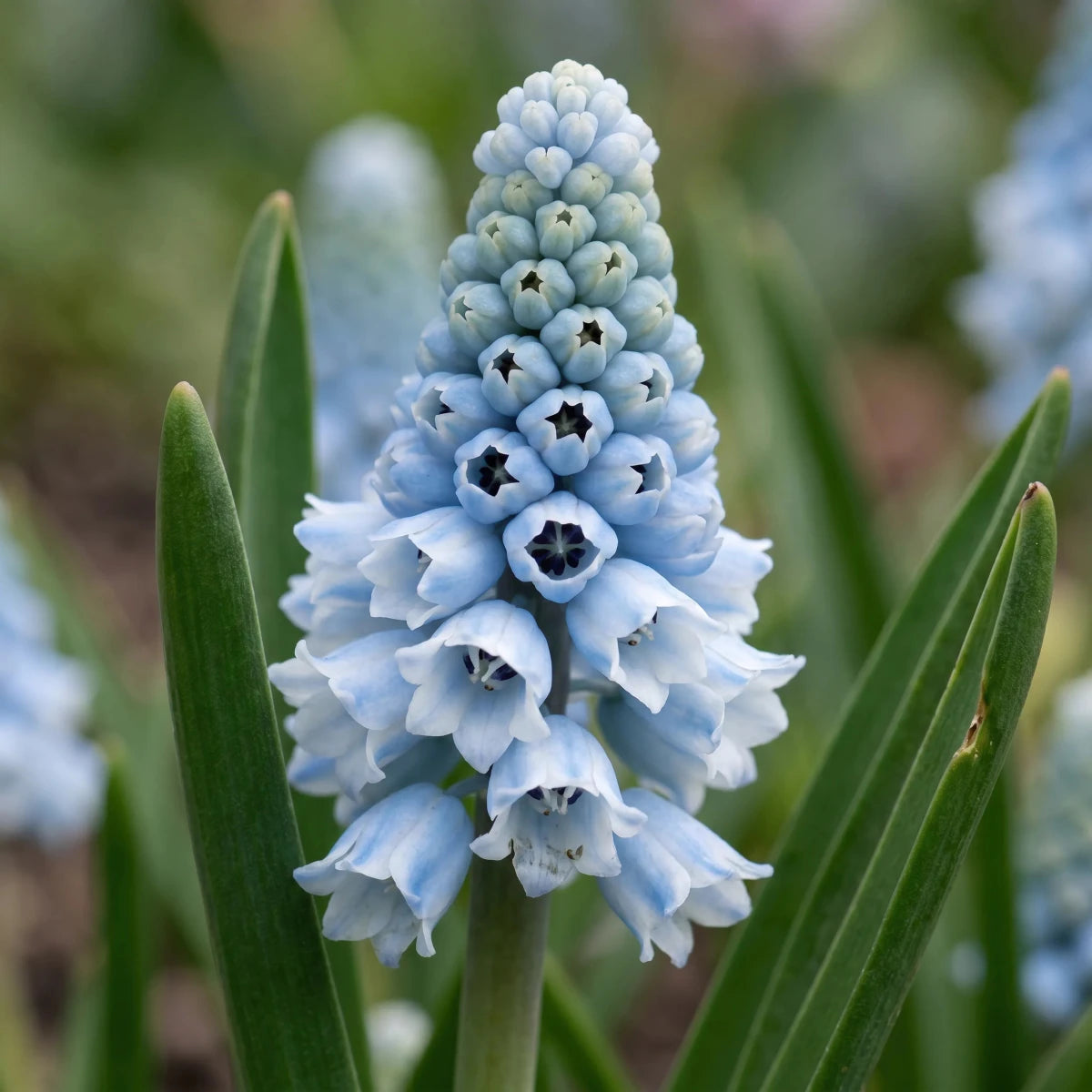 Muscari 'Blue' - Harding & Bloom