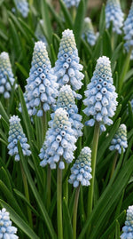 Muscari 'Blue' - Harding & Bloom