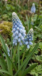 Muscari 'Blue' - Harding & Bloom