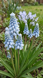 Muscari 'Blue' - Harding & Bloom
