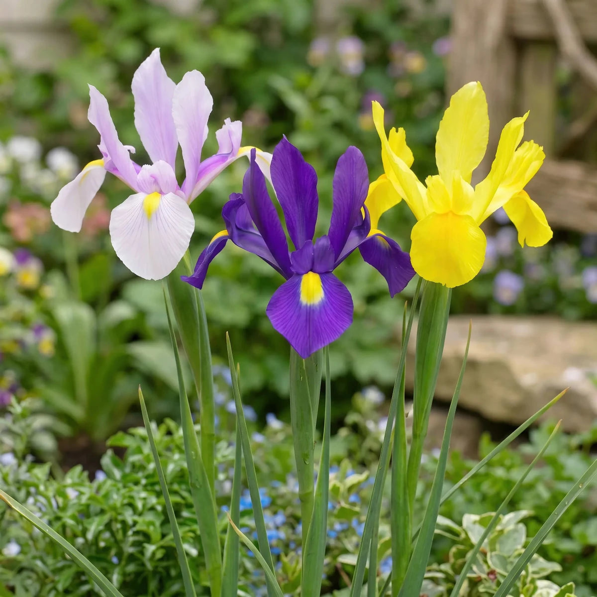 Iris 'Mixed' - Harding & Bloom