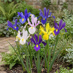 Iris 'Mixed' - Harding & Bloom