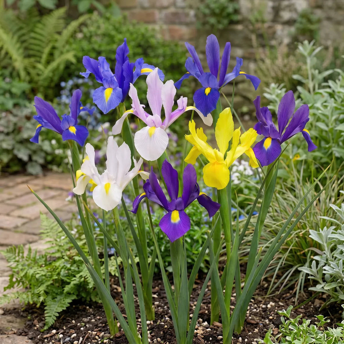 Iris 'Mixed' - Harding & Bloom