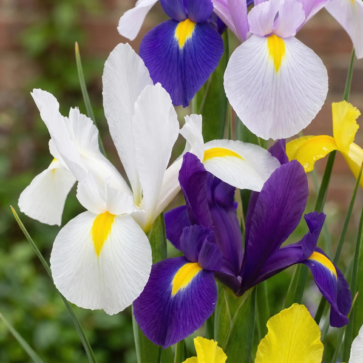 Iris 'Mixed' - Harding & Bloom