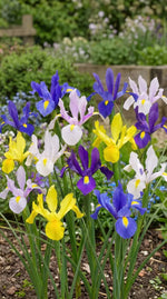 Iris 'Mixed' - Harding & Bloom