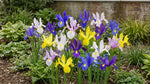 Iris 'Mixed' - Harding & Bloom