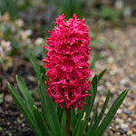 Hyacinthus 'Jan Bos' (Hyacinth) - Harding & Bloom