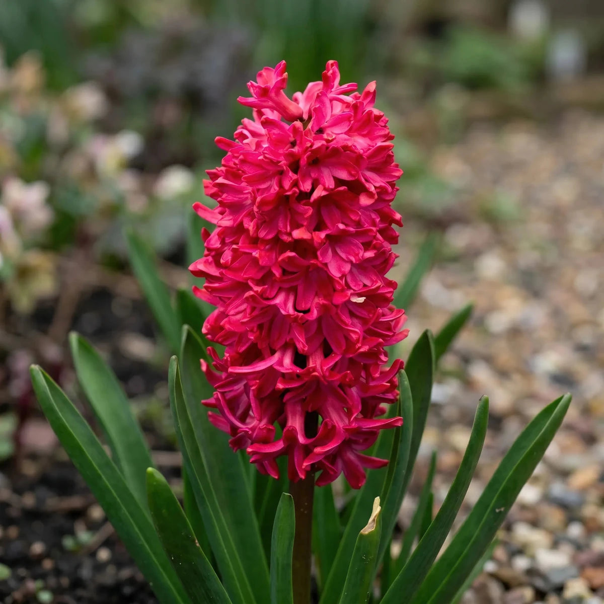 Hyacinthus 'Jan Bos' (Hyacinth) - Harding & Bloom
